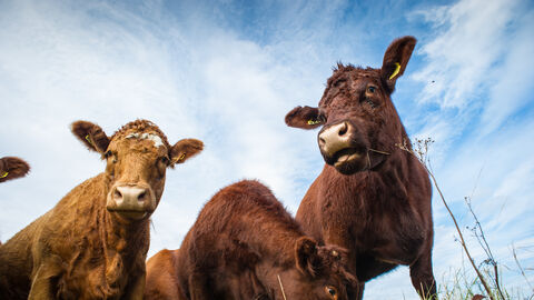 A small herd of brown cows with yellow ear tags grazing a meadow