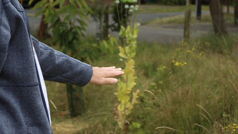 Somebody's hand reaching out to touch a poppy in a Norwich community orchard