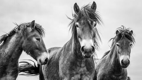 A black and white photo of three horses facing towards the camera