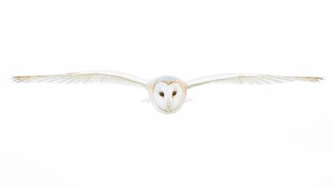A barn owl photo flting towards you with its wings outstretched, against a white background