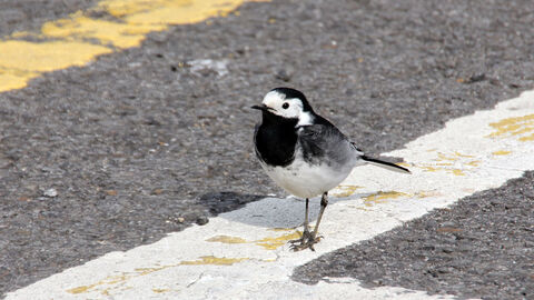 A pied wagtail standing on a white road marking in the city