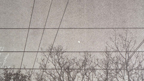 a photograph of powerlines and trees