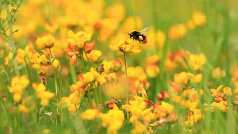 A red tailed bumblebee preparing to land on bright yellow bird's foot trefoil flowers