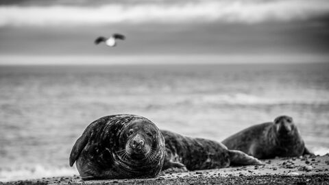 A black and white photo of two bull grey seals laying on a beach on their sides