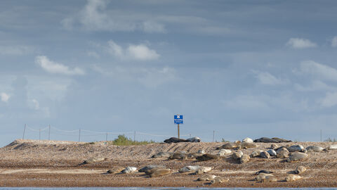 View of Blakeney Point with seals on the beach