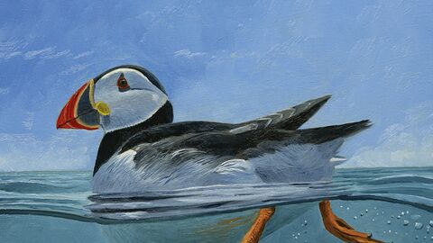 The cover of the book showing a drawing of a colourful puffin swimming in a blue sea