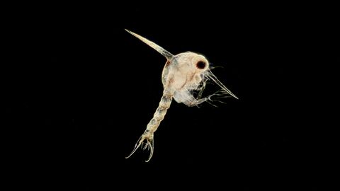 Plankton 