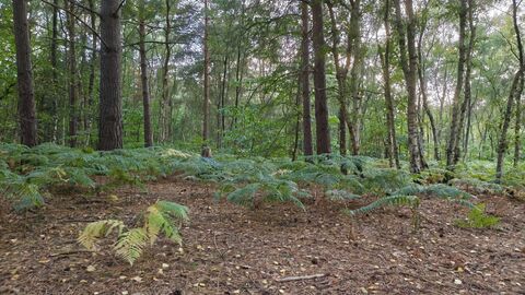 A woodland clearing with ferns beneath tall trees