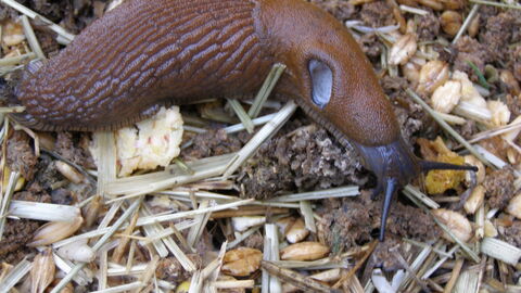 Picture of a large black slug moving across soil