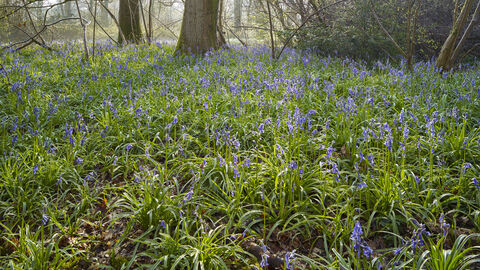 NWT Wayland Wood showing undergrowth and bluebells