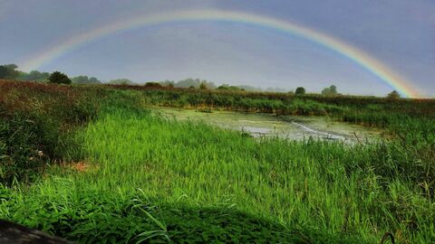Rainbow stretching across Strumpshaw Fen