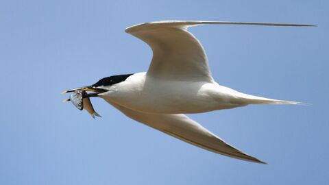 Sandwich tern flying with a fish in its beak