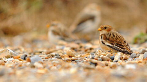 Snow buntings on a shingle beach