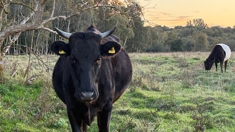 A black cow with yellow ear tags standing in a field and looking at the camera