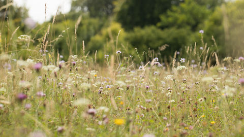 Lots of white, purple and yellow wildflowers growing in a field