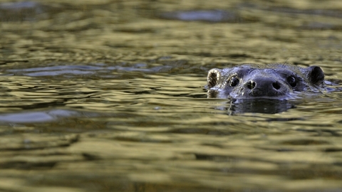 An otter pops its head out of the water, looking towards the camera