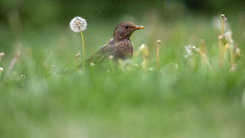 A blackbird amongst the summer grass