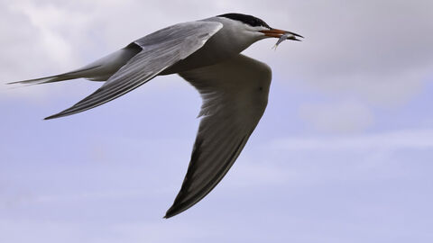Common tern in flight with a small fish in its mouth