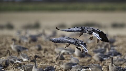 Pink-footed geese on a field in Norfolk during winter