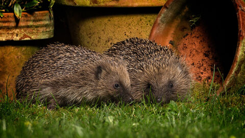 Two hedgehogs in a garden at night next to some flowerpots