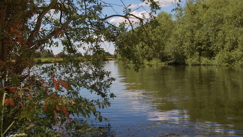 A river on a sunny day, with green trees along the right bank and some branches in the left foreground