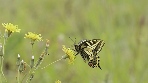 A swallowtail butterfly rests on some yellow flowers