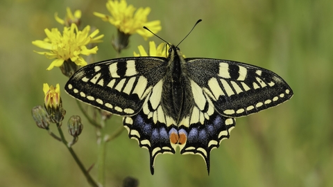 A swallowtail butterfly rests on some yellow flowers