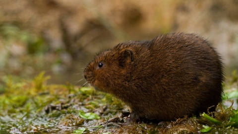 A brown water vole sits on a water bank