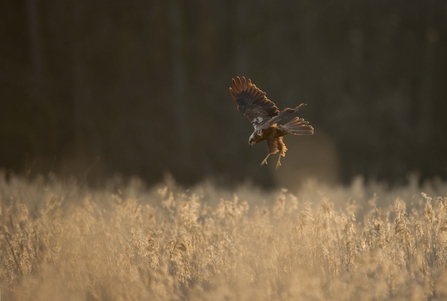 Female marsh harrier