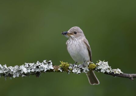 Spotted flycatcher