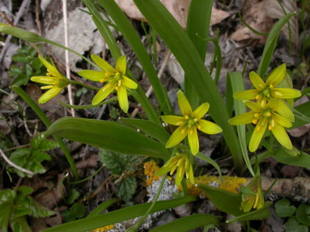 Yellow Star-of-Bethlehem