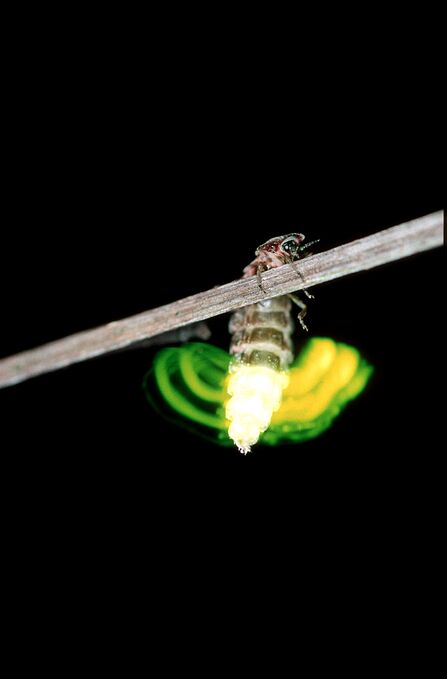 Glow-worm