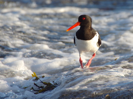 Oystercatcher