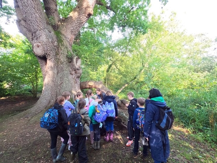 A group of children from Acle Primary School are pictured from the back, gathering at the root of a tree, on a sunny day at NWT Ranworth Broad
