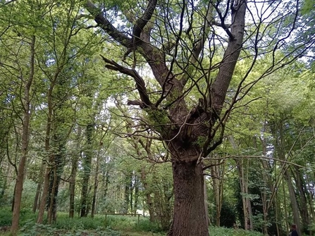 A large tree surrounded by other trees in an area of woodland, above some grassy earth