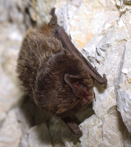 A fluffy, dark brown barbastelle bat clinging to a rockface. 