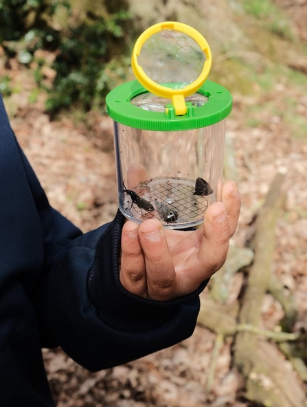 A hand holding up a clear plastic pot, which has a green lid and a yellow ringed magnifying glass on top. There are some small, black insects inside the tub.