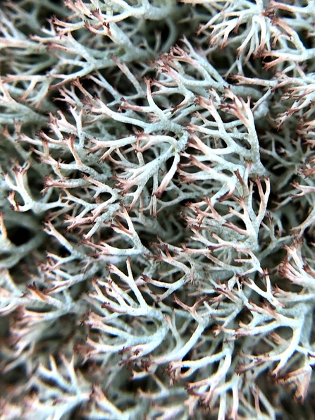 Lichen that is a mix of pale turquoise, white and deep red. It looks a bit like a cluster of antlers together.