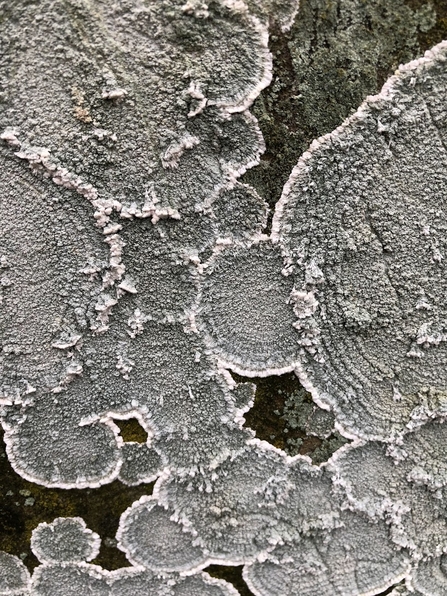 This lichen is grey and grows in flat discs across a log