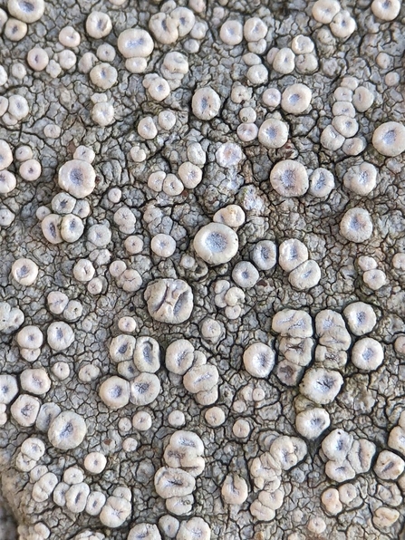 Lichen that look like round grey/pale pink blobs