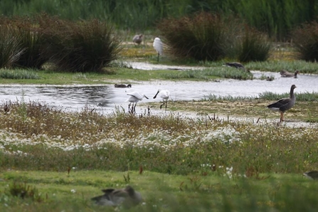 A white spoonbill fledgling and parent look into a stretch of water to feed, with other birds standing around the banks