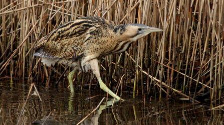Bittern walking through reedbed - credit Jackie Dent