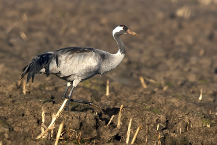 Common crane by Marl Ollett