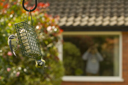 A man is watching blue-tits on a bird feeder from his window with binoculars