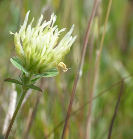 Sulphur clover
