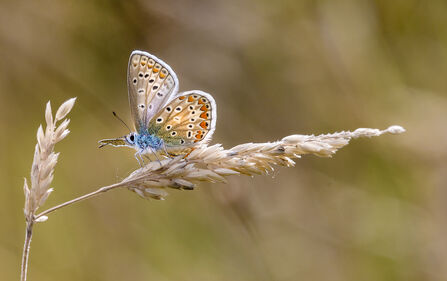 A silver studded blue butterfly with its fluffy blue abdomen, and orange and black speckled wings. 