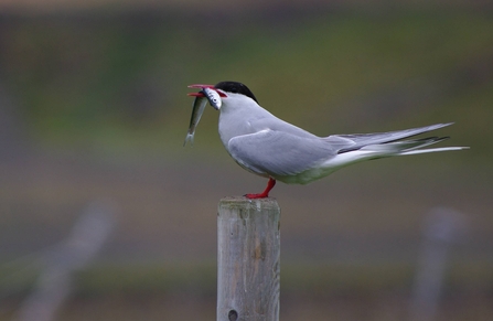An arctic tern perched on a wooden post with a fish in it's mouth. It has a red beak and feet and a black cap of feathers on it's head. 