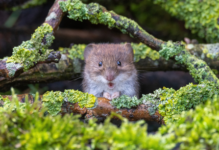 A shocked looking bank vole with it's mouth open wide and little paws folded together. It's surrounded by mossy twigs. 