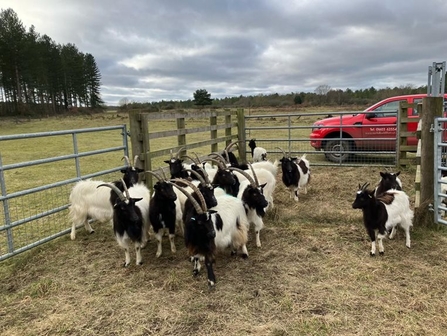 A herd of black and white goats grazing in a pen in a field