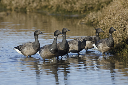 A group of brent geese in some water. They have black feathers on their faces and necks, a white stripe that looks like a necklace or a choker and white tail feathers.